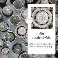 ( Pro+++ ) เมล็ด : แอสโตรไฟตัม แอสทีเรียส Astrophytum Asterias cactus แคคตัส เพชร น่ารัก ถูก ต้นไม้ ไม้อวบน้ำ น่ารัก ราคาคุ้มค่า พรรณ ไม้ น้ำ พรรณ ไม้ ทุก ชนิด พรรณ ไม้ น้ำ สวยงาม พรรณ ไม้ มงคล