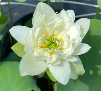 10 เมล็ดบัว สายพันธุ์ GREEN JADE OF QINHUAI Lotuses Flower Seeds สีขาว บัวหลวงนอก บัวสาย บัวไหว้พระ ดอกใหญ่ ประดับบ้าน ตกแต่งสวน