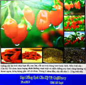 HCMGói 10 hạt giống câu kỳ tử -cây dược liệu tỉ lệ nẩy mầm 70%