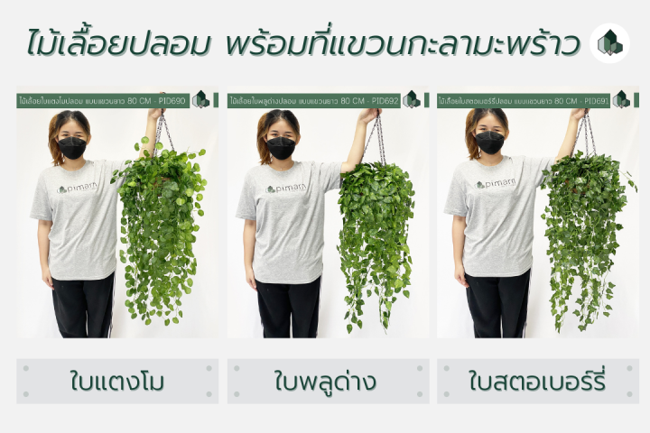 ไม้เลื้อยปลอม-ไม้เลื้อยตกแต่ง-ยาว-80-cm-แบบแขวน-พร้อมกระถางกะลาใยมะพร้าว