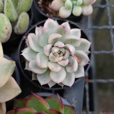 พร้อมส่ง กุหลาบหินMebina variegated ไม้อวบน้ำ ไฮบริด สายพันธุ์ใหม่ๆ กระถาง 5 cm succulent echeveria haworthia lithop Cactus