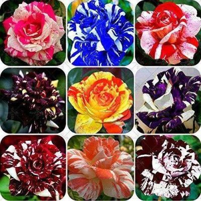 30 เมล็ด เมล็ดพันธุ์ กุหลาบ Dragon Rose Seeds สี แดง-เหลือง ดอกใหญ่ นำเข้าจากต่างประเทศ พร้อมคู่มือ เมล็ดสด ใหม่