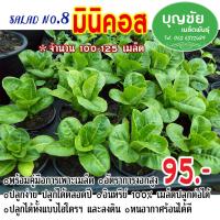 เมล็ดพันธุ์ / เมล็ดพันธุ์พืช / เมล็ดผัก / เมล็ดผักสลัด มินิคอส จำนวนรวม 100-125 เมล็ด พร้อมคำแนะนำการเพาะเมล็ด เมล็ดพันธุ์คุณภาพดี ออร์แกนนิค 100%