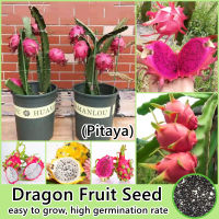 ไทยสปอต 200เมล็ด/ห่อ เมล็ดพันธุ์ แก้วมังกร Pitaya Seed (Dragon Fruit Seeds for Planting) เมล็ดพันธุ์ผลไม้ เมล็ดบอนสี พันธุ์ไม้ผล ต้นบอนสี ต้นไม้กินผล ต้นผลไม้ บอนไซ ต้นไม้มงคล เมล็ดพันธุ์พืช ต้นพันธุ์ผลไม้ ต้นไม้จริง ต้นไม้แคระ ปลูกง่ายปลูกได้ทั่วไทย