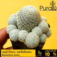 ต้นกระบองเพชร แคสตัส แมมมิลลาเรีย แมมดูไวไร้หนาม Mammillaria duwei #cactus #Mammilaria #duwei