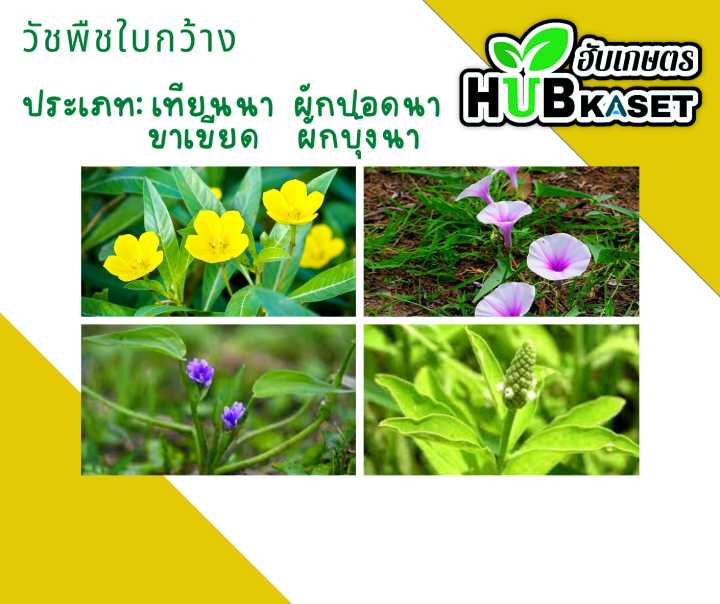 ไพแองเคอร์-1ลิตร-ไพริเบนซอกซิม-กำจัดวัชพืชใบแคบ-ใบกว้าง-และตระกูลกก-ข้าวไม่แดง