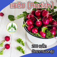 เรดิชสีแดง หัวผักกาดแดง  ? เรดเรดิช แรดิช Radish 200 เมล็ด เมล็ดคุณภาพเกรดเอ อัตราการงอกสูง?