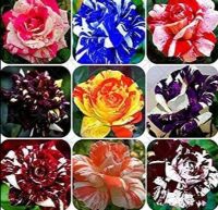 30 เมล็ด เมล็ดพันธุ์ Home Plant กุหลาบ Rose seed คละสี คละสายพันธุ์ ดอกหอม นำเข้าจากต่างประเทศ พร้อมคู่มือ เมล็ดสด ใหม่