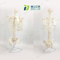 Human spine bone model adult spine 1:1 cervical thoracic rib basins the sternum bone frame model