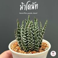 ม้าโดนัท Haworthia pumila donut ฮาโวเทีย ไม้อวบน้ำ กุหลาบหิน cactus&amp;succulentหลากหลายสายพันธุ์