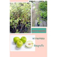 ( PRO+++ ) โปรแน่น.. ต้นพุทรานมสดสูง30-50cm1ต้น(ทาบกิ่ง) พุทรา ไม้ผล ทุกต้นพร้อมหรือใกล้ติดลูกแล้ว ราคาสุดคุ้ม พรรณ ไม้ น้ำ พรรณ ไม้ ทุก ชนิด พรรณ ไม้ น้ำ สวยงาม พรรณ ไม้ มงคล