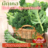 คะน้าใบหยิก ผักเคลเพื่อสุขภาพ ผัก เคลใบหยิก เคล Kale ออแกร์นิก ราชินีผักใบเขียว พร้อมส่ง Kale ทำน้ำผักผลไม้ ทานกับสลัด ตัดสด ตามออเดอร์