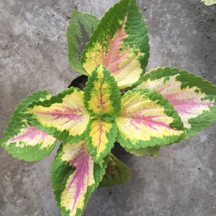 rare mayana plants rooted and cuttings Lazada PH