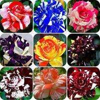 30 เมล็ด เมล็ดพันธุ์ กุหลาบ สตาร์แอนด์สไตร้พส์ Stripes Rose Seeds สี ส้ม-ขาว ดอกใหญ่ นำเข้าจากต่างประเทศ พร้อมคู่มือ เมล็ดสด ใหม่