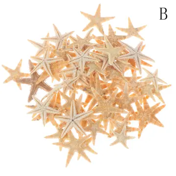 Shop Starfish Shells online