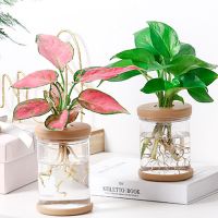 【YF】﹍❈卍  Hydroponic Pot  Vase Transparent Imitation Glass Soilless Pots garden pots planters Decoration