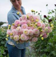 1 หัว/ชุด รักเร่ Dahlia สายพันธุ์ Wizard of Oz Dahlias หัวรักเร่ ดอกไม้ หัวหน่อ เหง้า นำเข้า เนเธอร์แลน หัวสดใหม่