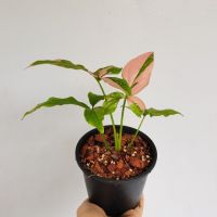 โปรแรง เงินไหลมาชมพู (Syngonium pink) กระถาง 4 นิ้ว เก็บเงินปลายทาง