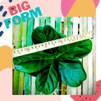 โปรโมชั่น  ไทรใบสัก ไม้ฟอกอากาศ Fiddle-leaf fig ต้นไม้ยอดนิยมของคนแต่งบ้าน ราคาขายส่ง สุดคุ้ม ต้นไม้ ต้นไม้ ฟอก อากาศ ต้น ต้น บอน สี