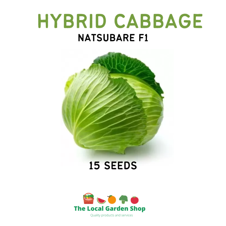 HYBRID CABBAGE SEEDS 10pcs seeds Lazada PH