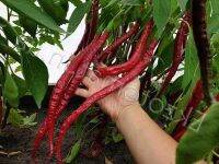 50 เมล็ด เมล็ดพริก สายพันธุ์ Long Red Cayenne Pepper (Capsicum annuum) พริกคาเยน ของแท้ 100% อัตรางอกสูง 70-80 % Strawberry seeds มีคู่มือปลูก