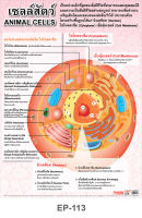 โปสเตอร์ เซลส์สัตว์ #EP-113 โปสเตอร์พลาสติก PP สื่อการเรียนการสอน สื่อการเรียนรู้