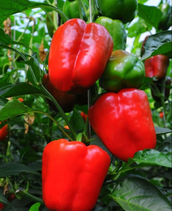 เมล็ดพันธุ์พริกหวานฮอลแลนด์-sweet-pepper-seeds-holland-20เมล็ด-ราคาถูกที่สุด-พริกหวาน