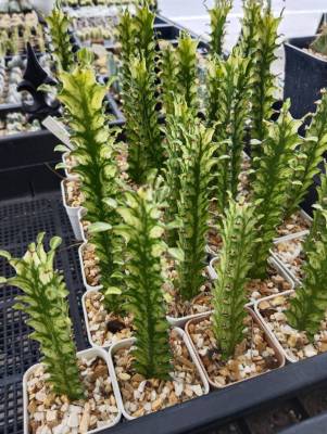 ยูโฟเบีย สลัดไดด่าง Euphorbia Trigona variegata กระบองเพชร จัดส่งต้นสลัดไดด่าง