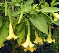 30 เมล็ดพันธุ์ เมล็ด เมล็ดพันธุ์ ต้นดอกระฆัง ดอกลำโพง แตรนางฟ้า Datura metel L. Angel Trumpet seed อัตราการงอก 80-85%