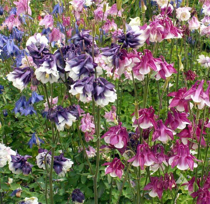 เมล็ดพันธุ์-โคลัมไบน์-aquilegia-vulgaris-var-stellata-columbine-barlow-50-เมล็ด-เมล็ดพันธุ์นำเข้าจาก-อังกฤษ