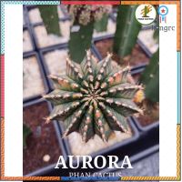 AURORA (ออโรร่า) กราฟตอสามเหลี่ยม ไซส์แม่พันธุ์ flashsale ลดกระหน่ำ