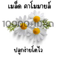 เมล็ดดอก คาโมมายล์ เยอรมัน chamomile 1000 เมล็ด ขายส่ง