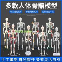 Medical 85 cm human body skeleton model neuromuscular load-point coloring spinal ligaments skeleton small needle knife model