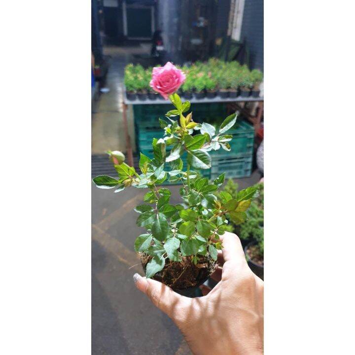 5ต้น/ออเดอร์ ต้นกุหลาบจิ๋ว กุหลาบแคระ หรือเบบี้โรส กุหลาบ ได้ชื่อว่า