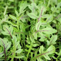 เมล็ดพันธุ์ ไวด์ ร็อคเก็ต ลายแดง (Rocket Salad) Red Streaked Arugula Seed 300 เมล็ด คุณภาพดี ของแท้ 100%