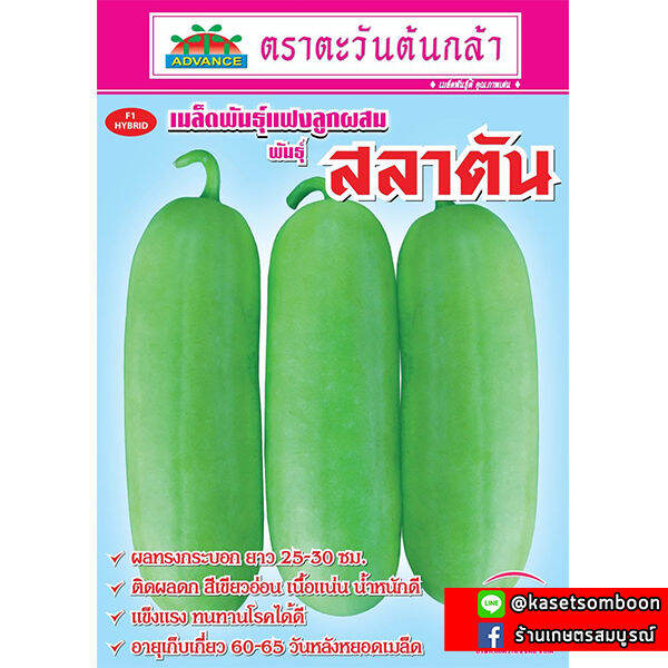 เมล็ดฟักแฟง-สลาตัน-พันธุ์แฟงไส้ตั้น-ตรา-ตะวันต้นกล้า-50-กรัม-ผิวสวย-ลูกใหญ่-น้ำหนักดี