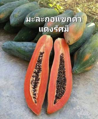 มะละกอ เมล็ดพันธุ์มะละกอแขกดำแดงรัศมี Papaya KaekDaam Deangrassami Seeds บรรจุ 5 เมล็ด