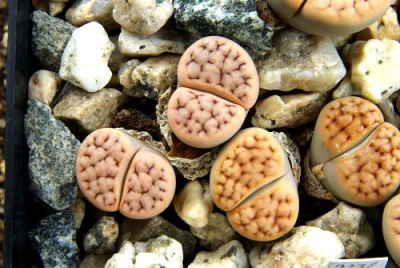 25 เมล็ด ไลทอป กระบองเพชร ไม้อวบน้ำ กุหลาบหิน แคคตัส Living Stones Lithops สายพันธุ์ karasmontana jacobseniana