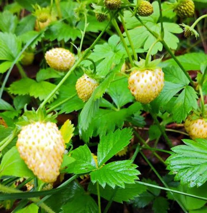 สตอเบอรี่ป่า-สีแดง-สีเหลือง-wild-strawberry-regina-seeds-เมล็ดพันธุ์สตอเบอรี่ป่าสีแดง-สีเหลือง-บรรจุ-5เมล็ด