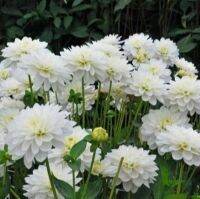 1 หัว/ออเดอร์ รักเร่ Dahlia rhizome สายพันธุ์ Karma Maarten Zwaan หัวรักเร่ ดอกไม้ หัวหน่อ เหง้า นำเข้า เนเธอร์แลน