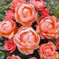 30 เมล็ด เมล็ดพันธุ์ Plant Seeds กุหลาบ สีส้ม พันธุ์ Lady Marmalade Rose seed ดอกใหญ่ ดอกหอม นำเข้าจากต่างประเทศ พร้อมคู่มือ เมล็ดสด ใหม่