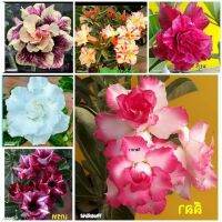 12 เมล็ด เมล็ดพันธุ์ Garden Plant ชวนชม สายพันธุ์ฮอลแลนด์ คละสี Adenium Seed กุหลาบทะเลทราย Desert Rose ราชินีบอนไซ อัตราการงอก 80-90% มีคู่มือปลูก