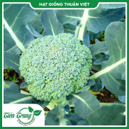 Hạt giống Súp Lơ Trắng - Súp Lơ Xanh TN