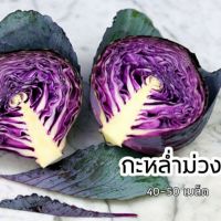 เมล็ดกะหล่ำม่วง  50 เมล็ด  Red cabbage  เมล็ดนำเข้า พันธุ์แท้ 100%  สายพันธุ์ OP   VG-4001