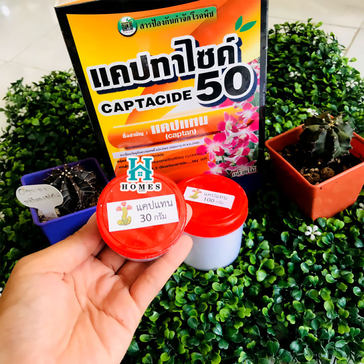 ยากันเชื้อรา-cactus-ยากันราแคปแทน-captan-captacide-50-ราในกระบองเพชร-ไม้อวบน้ำ-แคคตัส-ไม้ประดับ-ยาเพาะเมล็ด-ฆ่าเชื้อราในดิน-แคปแทน-แบ่งขาย-100-g-homes