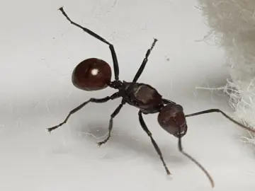 WILD Polyrhachis Ant Mountain Ant Vicina Roger Polyrhachis extract 20:1 200g 