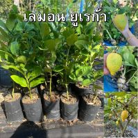 เลม่อน ยูเรก้า (Euraka Lemon) ต้นพันธุ์ลุงถุงชำแล้วพร้อมลงปลูกได้เลย