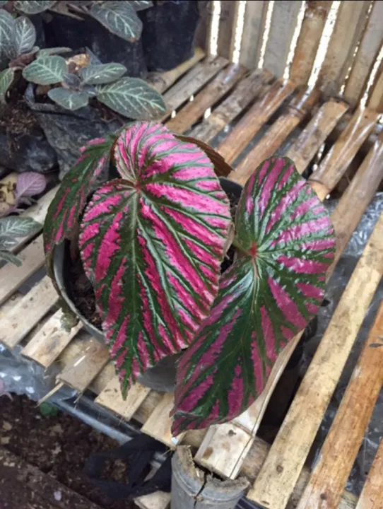 Begonia violet | Lazada Indonesia