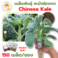 *ส่งด่วน* เมล็ดพันธุ์ คะน้าฮ่องกง Chinese Kale แบบไม่เคลือบ Lettuce Seeds ปลูกผัก เมล็ดผัก เมล็ดพืช [1 ซอง 150 เมล็ด]