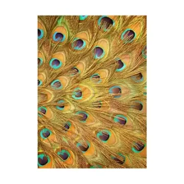 Peacock Decor Painting Color Posters Feathers Nordic Modern Art Picture  Canvas Poster Printmaking Printing Wall Art